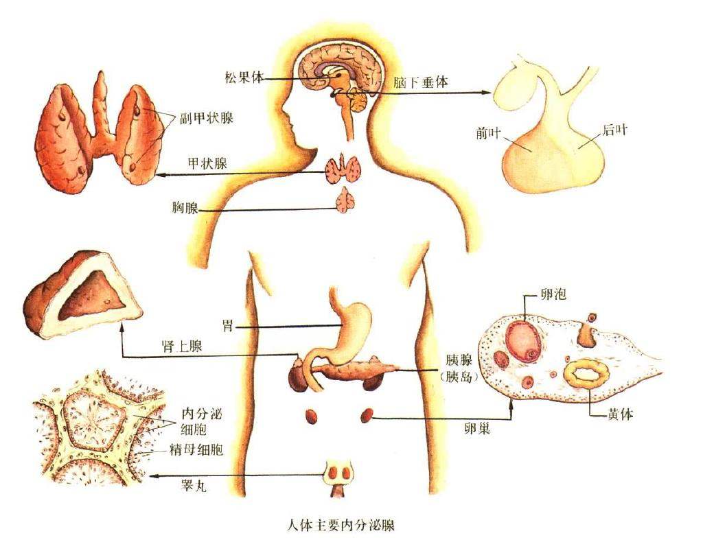 女人内分泌