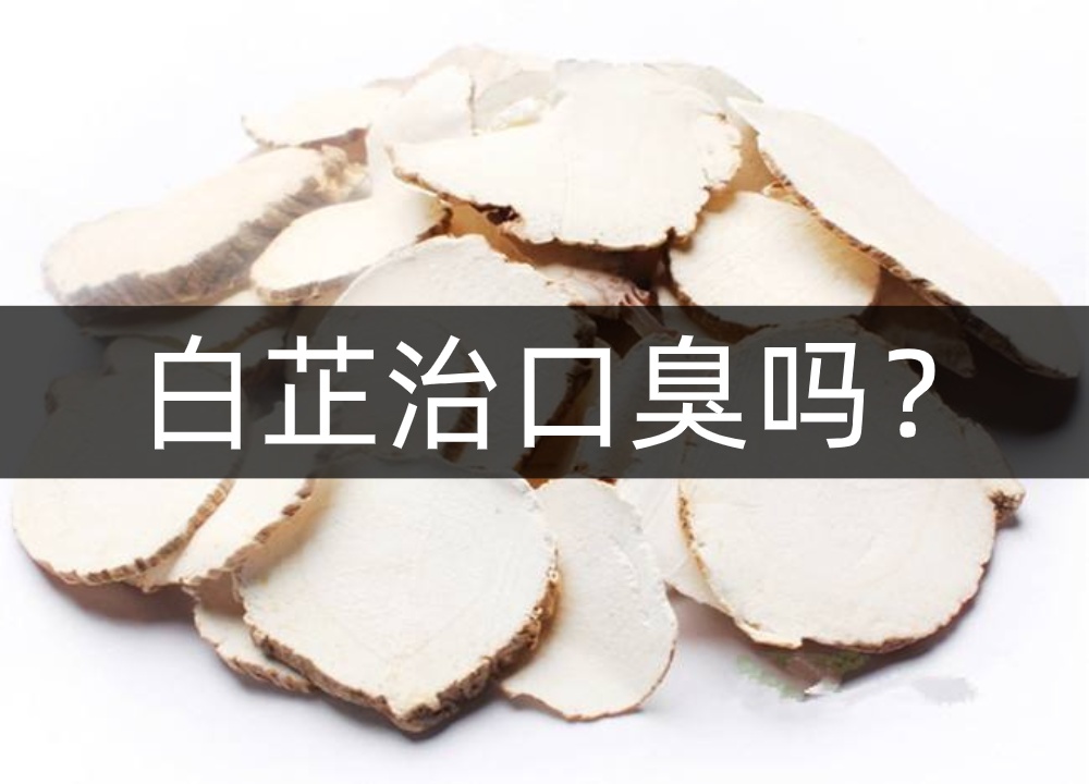 白芷中药材