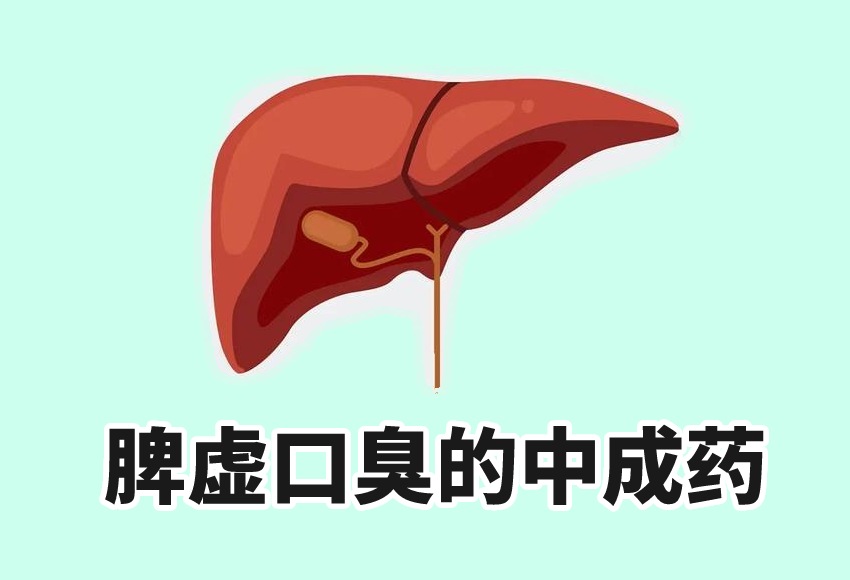 脾脏