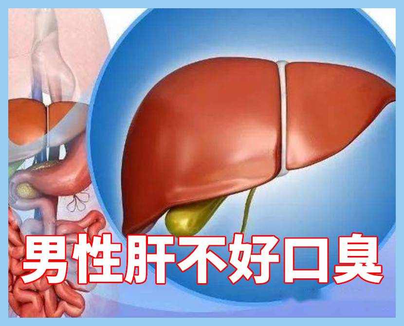 男体肝脏
