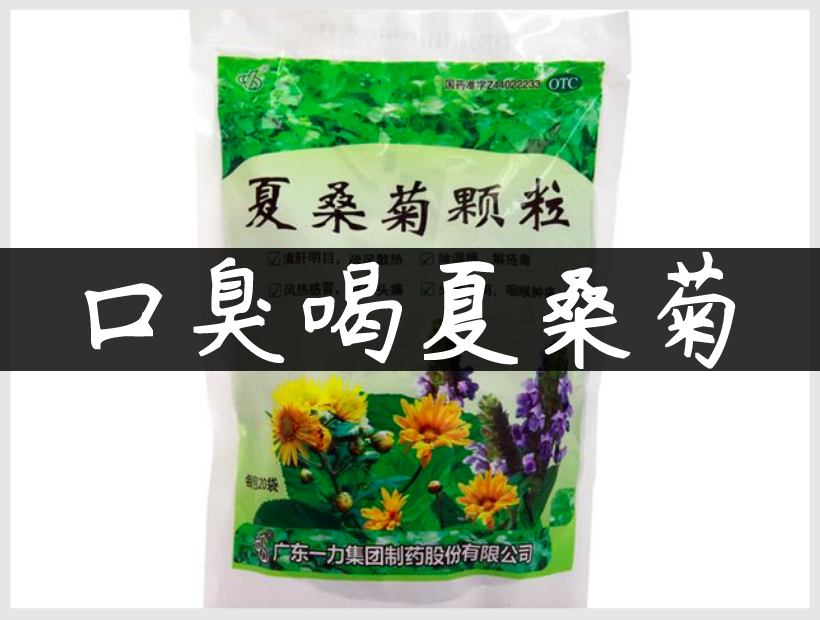 口臭桑菊饮