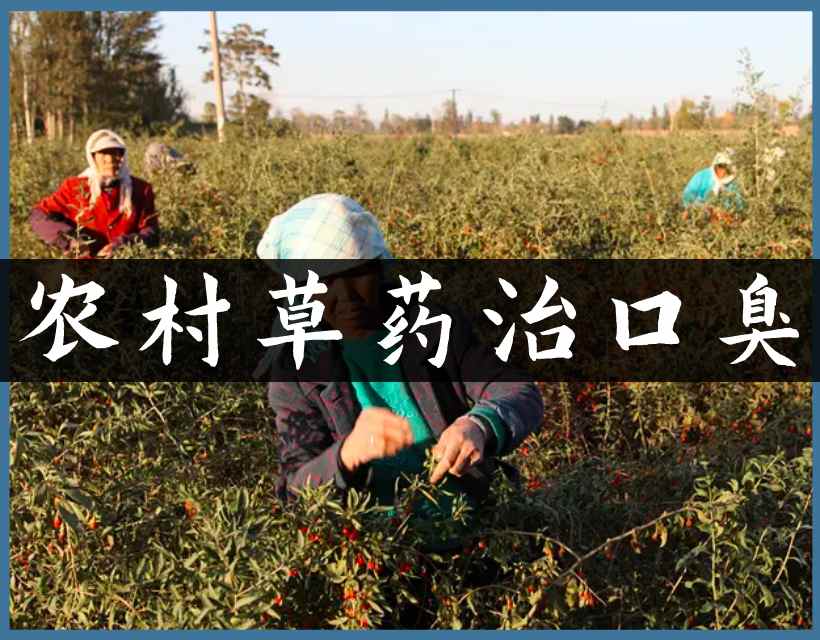 口臭草药