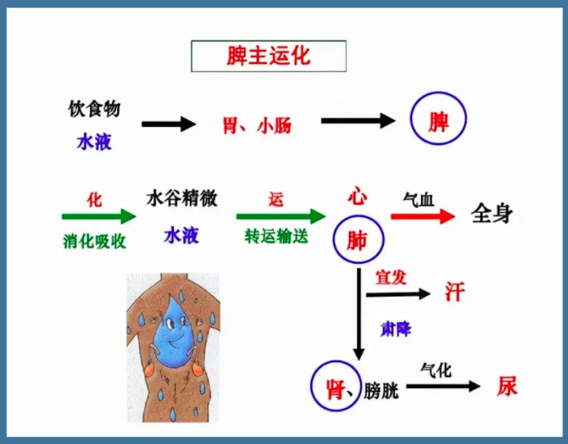 脾胃运化图