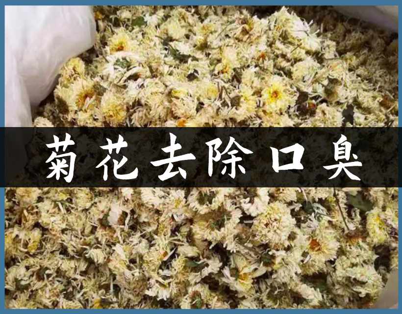 中药菊花