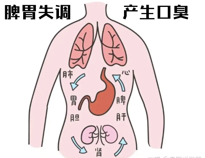 脾胃运化图
