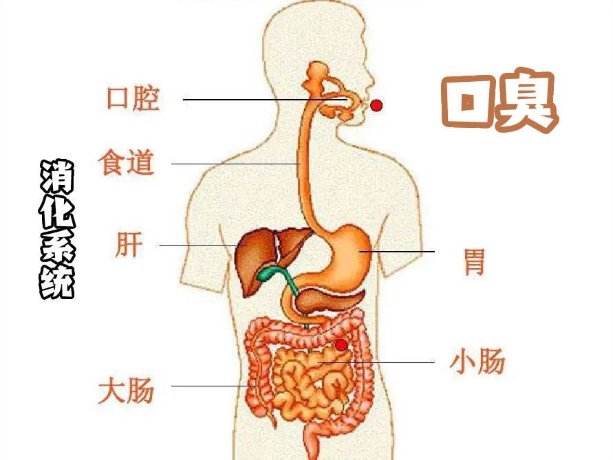 消化系统图示