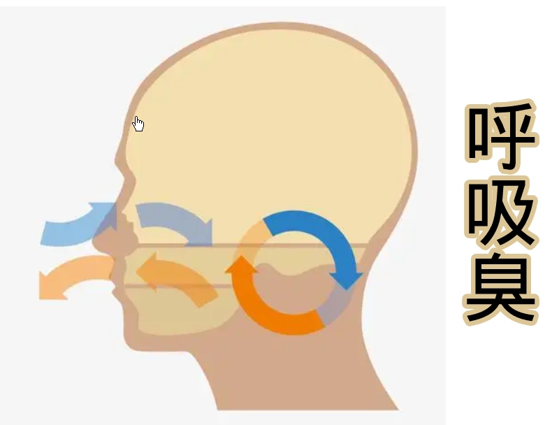 呼吸臭演示图