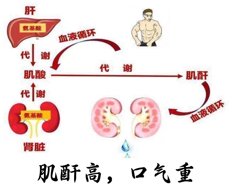 肌酐代谢图