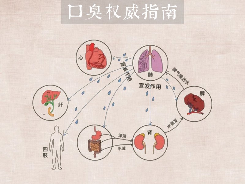 腑脏与口臭