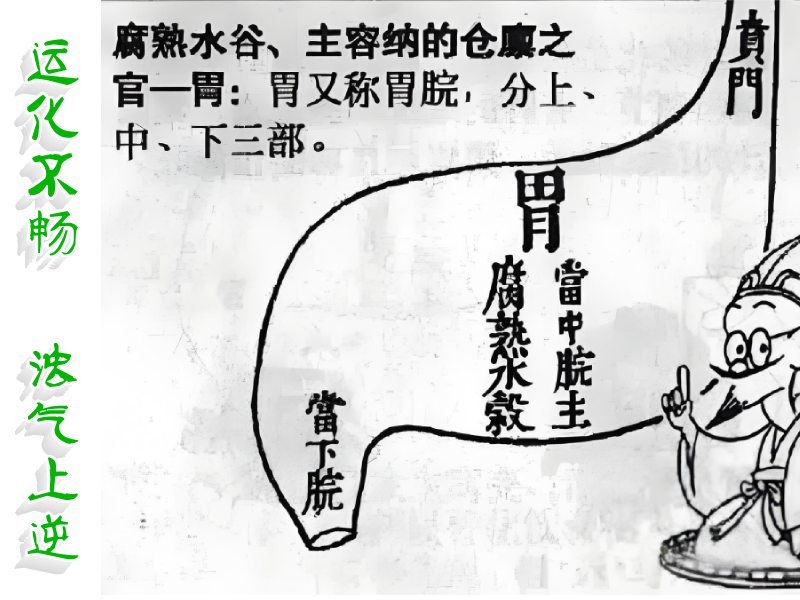 胃的运化功能
