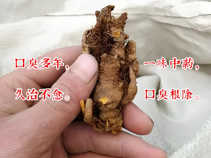 治口臭中药