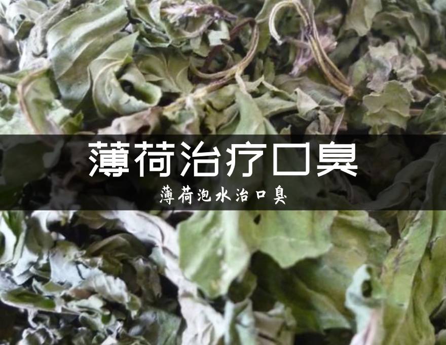 薄荷实拍图