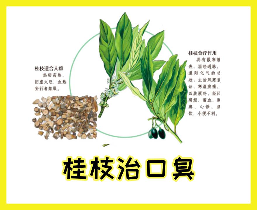 中药桂枝
