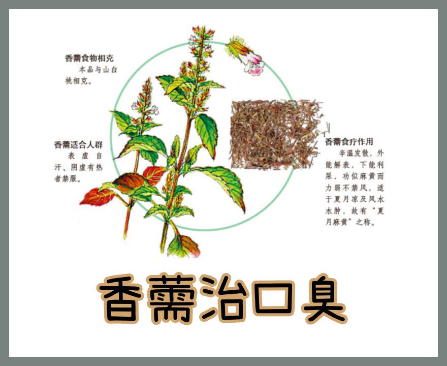 香薷实拍