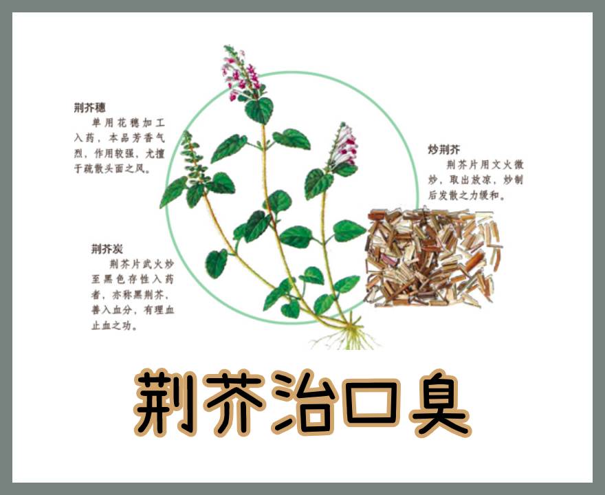 荆芥的根茎