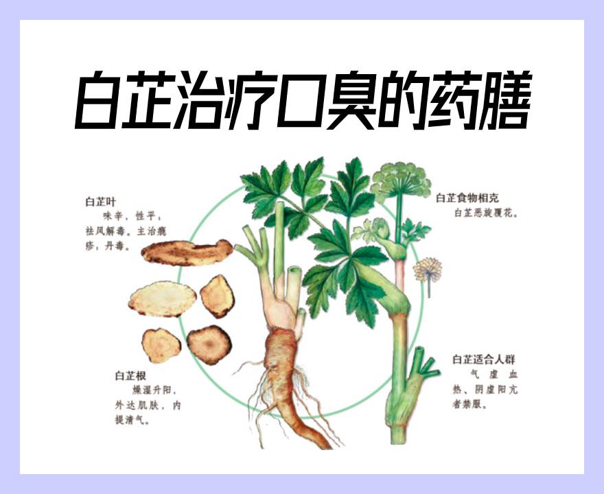 白芷