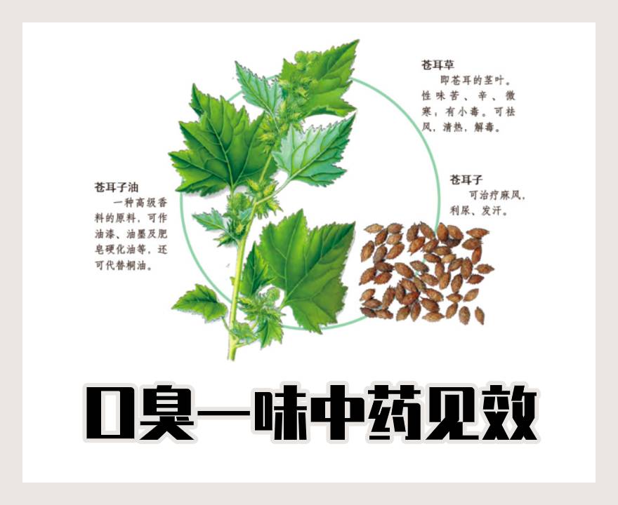 苍耳子实拍