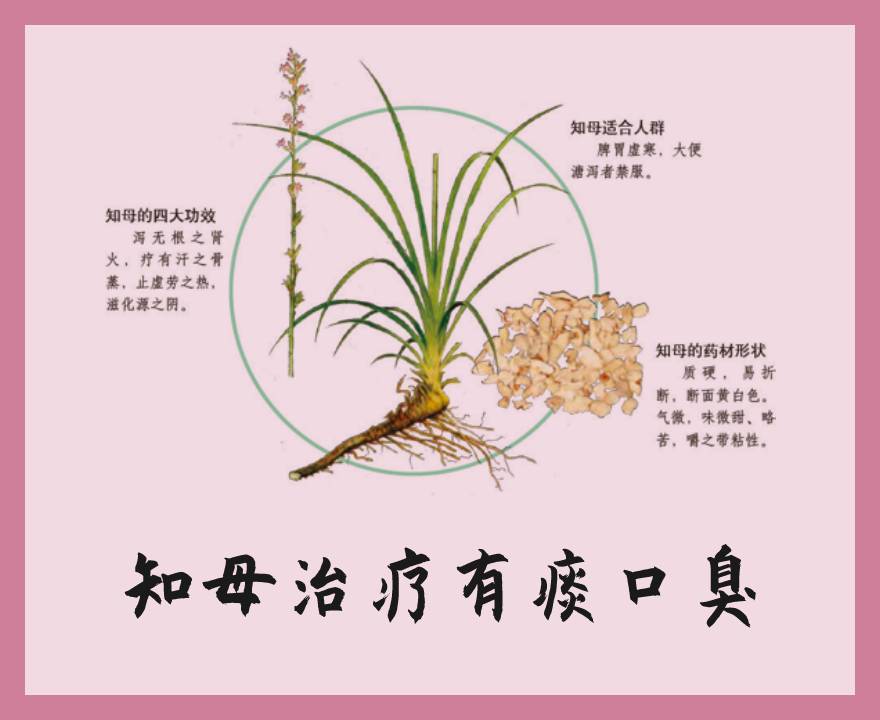 中药知母
