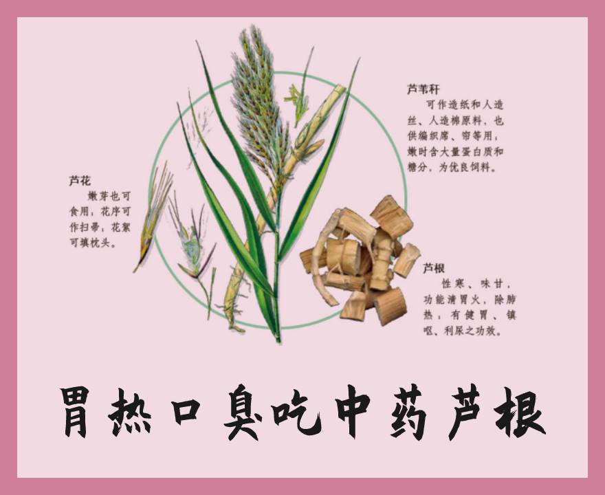 中药芦根