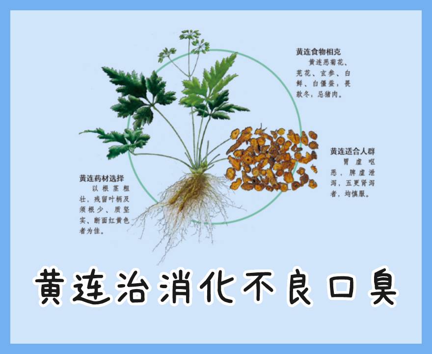 黄连