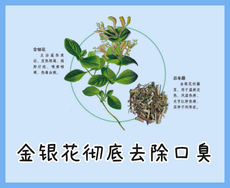 金银花